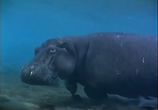 ТВ BBC: Наедине с природой: Бегемоты без воды / BBC: HIPPOS out of water (2004) - cцена 4