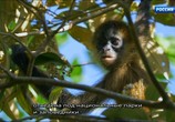 Сцена из фильма Радужный мир природы Коста-Рики / The Wildlife Of Costa Rica (2010) Радужный мир природы Коста-Рики сцена 1