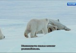 Сцена из фильма BBC. Снежные медведи / Snow Bears (2017) BBC. Снежные медведи сцена 4