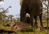 Сцена из фильма Почти человек. Жизнь слона / An Elephant's World (2017) Почти человек. Жизнь слона сцена 5