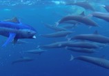 Сцена из фильма Дельфины скрытой камерой / Dolphins: Spy in the Pod (2014) Дельфины скрытой камерой сцена 8