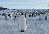 Сцена из фильма Антарктика. Живущие на грани / Antarctica. Living on the edge (2016) Антарктика. Живущие на грани сцена 3