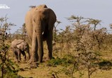 Сцена из фильма Почти человек. Жизнь слона / An Elephant's World (2017) Почти человек. Жизнь слона сцена 4