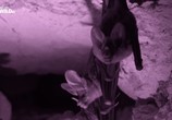 Сцена из фильма Гигантские плотоядные летучие мыши / Giant Carnivorous Bats (2017) Гигантские плотоядные летучие мыши сцена 3