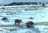 Сцена из фильма BBC: Наедине с природой: Волки в белом / BBC: Wolves in White (2004) BBC: Наедине с природой: Волки в белом сцена 11