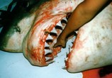 Сцена из фильма Людоеды дикой природы: акулы / Attack! Africa's maneaters - Sharks (2001) Людоеды дикой природы: акулы сцена 4