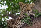 Сцена из фильма National Geographic: Королева леопардов / Leopard Queen (2010) Королева леопардов сцена 1