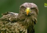 ТВ Сага о белохвостом орлане / The Saga of the White-tailed Eagle (2011) - cцена 6