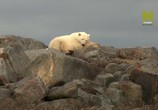 Сцена из фильма Город полярных медведей / Polar bear town (2015) Город полярных медведей сцена 5