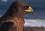 ТВ National Geographic : Самые опасные животные : Сильнейшие хищники / World's deadliest : Ultimate predators (2010) - cцена 6