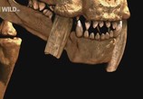 Сцена из фильма National Geographic: Доисторические хищники: Саблезубый Тигр / Prehistoric Predators: Saber Tooth Cat (2009) National Geographic: Доисторические хищники: Саблезубый Тигр сцена 9