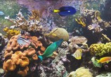 ТВ Bluscenes: Аквариум с Коралловым Рифом / Coral Reef Aquarium (2009) - cцена 1