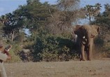 Сцена из фильма Сафари / Safari (1956) Сафари сцена 4