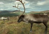 ТВ Nat Geo Wild: Дикая природа Шотландии: Высокогорье / Wild Scotland. Highlands (2016) - cцена 2