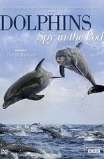 Дельфины скрытой камерой