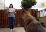 Сцена из фильма Секретная жизнь собак / Dogs: Their Secret Lives (2015) Секретная жизнь собак сцена 2