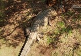 Сцена из фильма Логово крокодилов-убийц / Lair of the Killer Crocs (2015) Логово крокодилов-убийц сцена 3