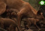 Сцена из фильма Все о Динго / In the Wild Return of the Dingo (2018) 
