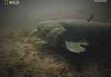 Сцена из фильма National Geographic: Охотник на пресноводных гигантов / Fish warrior (2011) 