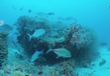 Сцена из фильма На морской глубине: Большой барьерный риф / Under The Sea: The Great Barrier Reef (2018) На морской глубине: Большой барьерный риф сцена 17