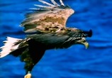 ТВ BBC: Наедине с природой: Империя Орлана / The Eagle Empire (2004) - cцена 8