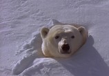 Сцена из фильма National Geographic: Властелин полярных просторов. Семейный альбом белого медведя / Realm of the great white bear (1999) National Geographic: Властелин полярных просторов. Семейный альбом белого медведя сцена 4