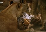 Сцена из фильма Львиное царство / Lion Kingdom (2017) Львиное царство сцена 6