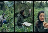 Сцена из фильма Дайан Фосси: Секреты в тумане / Dian Fossey. Secrets in the Mist (2017) Дайан Фосси: Секреты в тумане сцена 1