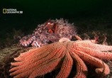 Сцена из фильма В Поисках гигантского осьминога / Search for the Giant Octopus (2009) В Поисках гигантского осьминога сцена 12