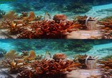 Сцена из фильма Последний риф 3D / The Last Reef 3D (2012) Последний риф 3D сцена 18