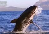 Сцена из фильма Animal Planet. Акулы под покровом ночи / Animal Planet. Shark after dark (2009) Animal Planet. Акулы под покровом ночи сцена 1