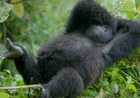 Сцена из фильма BBC. Семья горилл и я / Gorilla Family and Me (2015) BBC. Семья горилл и я сцена 2