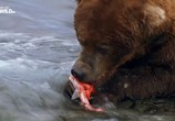 Сцена из фильма Хищники Аляски / Alaska's Deadliest (2018) Хищники Аляски сцена 3