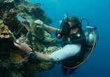 Сцена из фильма На морской глубине: Большой барьерный риф / Under The Sea: The Great Barrier Reef (2018) На морской глубине: Большой барьерный риф сцена 3