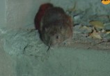 Сцена из фильма Секретные территории: Крысы. Подземный разум (2011) 