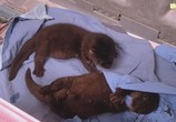 ТВ BBC: Неутомимые выдры / Supercharged Otters (2017) - cцена 4