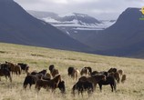 Сцена из фильма BBC: Мир природы. Исландия: Дикая жизнь / Natural World. Iceland a Wild Life (2015) BBC: Мир природы. Исландия: Дикая жизнь сцена 6