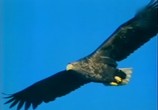 ТВ BBC: Наедине с природой: Империя Орлана / The Eagle Empire (2004) - cцена 3