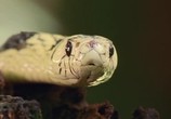 Сцена из фильма BBC: Плотоядные. Змеи / BBC. Serpent (2003) BBC: Плотоядные. Змеи сцена 2