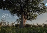 Сцена из фильма От корня до кроны: тайны деревьев / Rooted (2018) От корня до кроны: тайны деревьев сцена 7