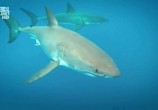 Сцена из фильма Досье акульих атак / Shark attack files (2008) 