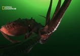 ТВ В Поисках гигантского осьминога / Search for the Giant Octopus (2009) - cцена 3