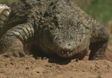 Сцена из фильма National Geographic: Секреты крокодила / National Geographic: Croc Inside Out (2015) National Geographic: Секреты крокодила сцена 3