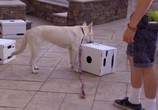 ТВ От бездомной собаки до супер пса / Rescue Dog to Super Dog (2016) - cцена 6