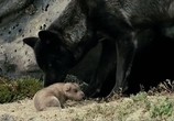 Сцена из фильма Волк / Loup (2009) Волк сцена 5