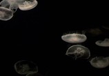 Сцена из фильма Искусство природы: медузы / The Art of Nature: Jellies (2007) Искусство природы: медузы сцена 3