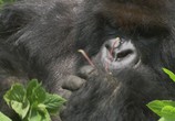 Сцена из фильма BBC: Горная горилла / BBC: Mountain Gorilla (2010) BBC: Горная горилла сцена 2