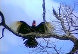 ТВ BBC: Наедине с природой: Птица гром / Thunderbirds (2004) - cцена 6
