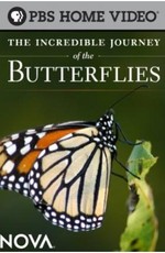 Невероятное путешествие бабочек