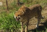 ТВ Царство гепардов / Cheetah Kingdom (2010) - cцена 2